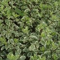 Pittosporum tenuifolia 'Variegata' feuille